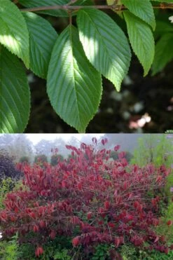 Japanese Doublefile Viburnum - 2 Gallon Pot 15 Japanese Doublefile Viburnum - 2 Gallon Pot -Best Plant Shop viburnum plicatum tomentosum japanese doublefile 9