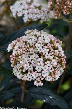 Prague Viburnum - 2.5 Quart Pot 14 Prague Viburnum - 2.5 Quart Pot -Best Plant Shop viburnum pragense prague 2