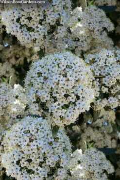 Prague Viburnum - 3 Gallon Pot -Best Plant Shop viburnum pragense prague 5 2