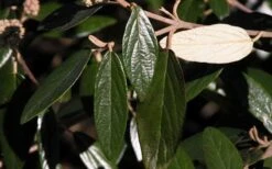 Prague Viburnum - 1 Gallon Pot -Best Plant Shop viburnum pragense prague 7 1