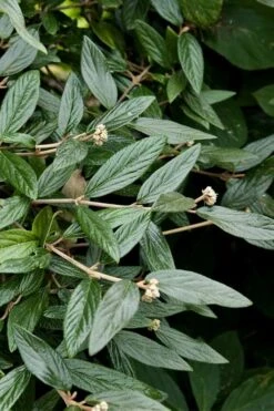 Prague Viburnum - 1 Gallon Pot -Best Plant Shop viburnum pragense prague 9 1