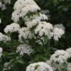Blackhaw Viburnum - 2 Gallon Pot 2 Blackhaw Viburnum - 2 Gallon Pot -Best Plant Shop viburnum prunifolium black haw 12 1