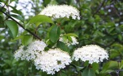 Blackhaw Viburnum - 2 Gallon Pot 15 Blackhaw Viburnum - 2 Gallon Pot -Best Plant Shop viburnum prunifolium black haw 4 1