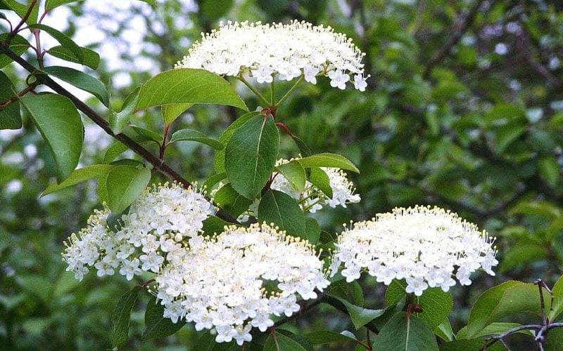 Blackhaw Viburnum - 3 Gallon Pot 8 Blackhaw Viburnum - 3 Gallon Pot - Image 6