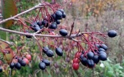 Blackhaw Viburnum - 3 Gallon Pot 14 Blackhaw Viburnum - 3 Gallon Pot -Best Plant Shop viburnum prunifolium black haw 5