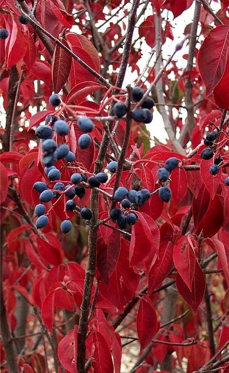 Blackhaw Viburnum - 2 Gallon Pot 9 Blackhaw Viburnum - 2 Gallon Pot - Image 7