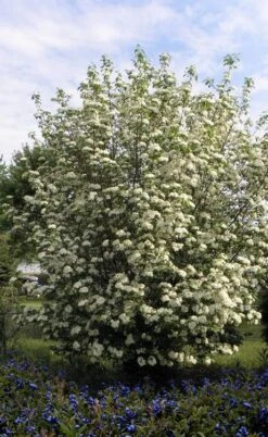 Blackhaw Viburnum - 2 Gallon Pot 13 Blackhaw Viburnum - 2 Gallon Pot -Best Plant Shop viburnum prunifolium black haw 7 1