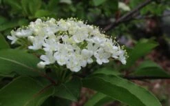 Blackhaw Viburnum - 3 Gallon Pot 17 Blackhaw Viburnum - 3 Gallon Pot -Best Plant Shop viburnum prunifolium black haw 9