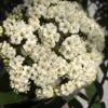 Willowwood Viburnum - 3 Gallon Pot 2 Willowwood Viburnum - 3 Gallon Pot -Best Plant Shop viburnum rhytidophylloides willowwood 1