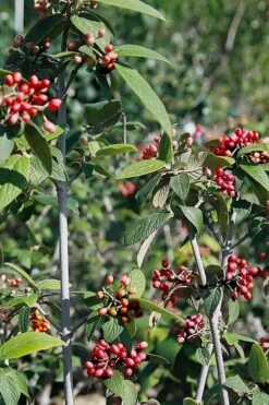 Willowwood Viburnum - 3 Gallon Pot -Best Plant Shop viburnum rhytidophylloides willowwood 5