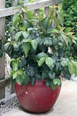 Shiny Dancer Viburnum - 2 Gallon Pot -Best Plant Shop viburnum shiny dancer 26