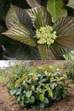 Shiny Dancer Viburnum - 2 Gallon Pot -Best Plant Shop viburnum shiny dancer 27