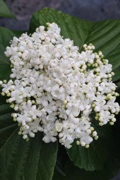 Shiny Dancer Viburnum - 2 Gallon Pot -Best Plant Shop viburnum shiny dancer 4 500x750 1
