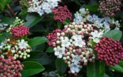 Spring Bouquet Viburnum - 6 Pack Of 1 Gallon Pots 14 Spring Bouquet Viburnum - 6 Pack Of 1 Gallon Pots -Best Plant Shop viburnum spring bouquet 800x500 1