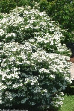 Summer Snowflake Viburnum - 1 Gallon Pot -Best Plant Shop viburnum summer snowflake 102