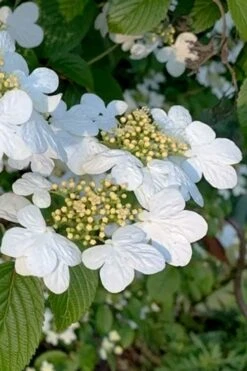 Summer Snowflake Viburnum - 1 Gallon Pot -Best Plant Shop viburnum summer snowflake 103