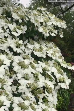 Summer Snowflake Viburnum - 1 Gallon Pot -Best Plant Shop viburnum summer snowflake 105