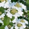 Summer Snowflake Viburnum - 1 Gallon Pot 1 Summer Snowflake Viburnum - 1 Gallon Pot -Best Plant Shop viburnum summer snowflake 106