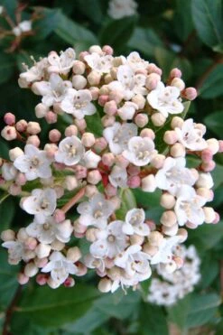 Spring Bouquet Viburnum - 3 Gallon Pot -Best Plant Shop viburnum tinus spring bouquet 1 2