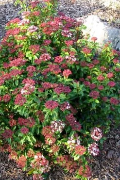 Spring Bouquet Viburnum - 6 Pack Of 1 Gallon Pots 13 Spring Bouquet Viburnum - 6 Pack Of 1 Gallon Pots -Best Plant Shop viburnum tinus spring bouquet 2