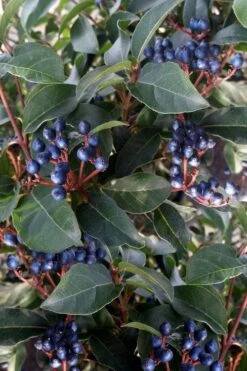 Spring Bouquet Viburnum - 6 Pack Of 1 Gallon Pots 15 Spring Bouquet Viburnum - 6 Pack Of 1 Gallon Pots -Best Plant Shop viburnum tinus spring bouquet 5