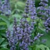 Blue Diddley Dwarf Chaste Tree - Vitex Agnus-castus - 3 Gallon Pot 2 Blue Diddley Dwarf Chaste Tree - Vitex Agnus-castus - 3 Gallon Pot -Best Plant Shop vitex blue diddley dwarf chaste tree 21