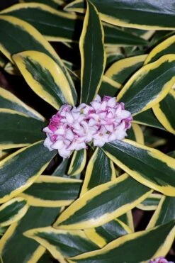 Marianni Variegated Pink Winter Daphne - 2 Gallon Pot -Best Plant Shop winter daphne marianni 3