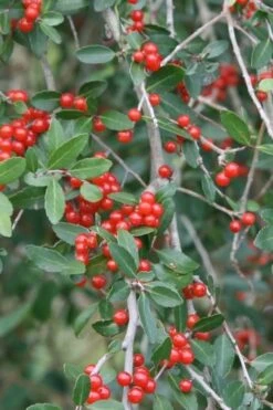 Weeping Yaupon Holly (Ilex Vomitoria 'Pendula') - 7 Gallon Pot (4-5') -Best Plant Shop yaupon holly weeping 13