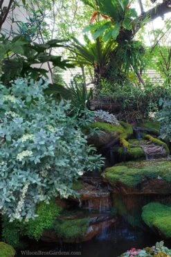 Woodlanders Blue Dusty Zenobia (Honeycup) - 3 Gallon Pot -Best Plant Shop zenobia woodlanders blue 25